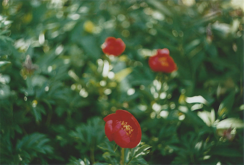 Peonies | another reverie