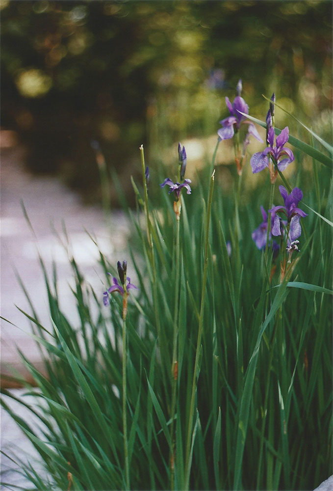 Irises | another reverie