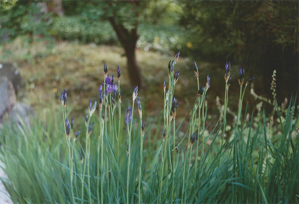 Irises | another reverie